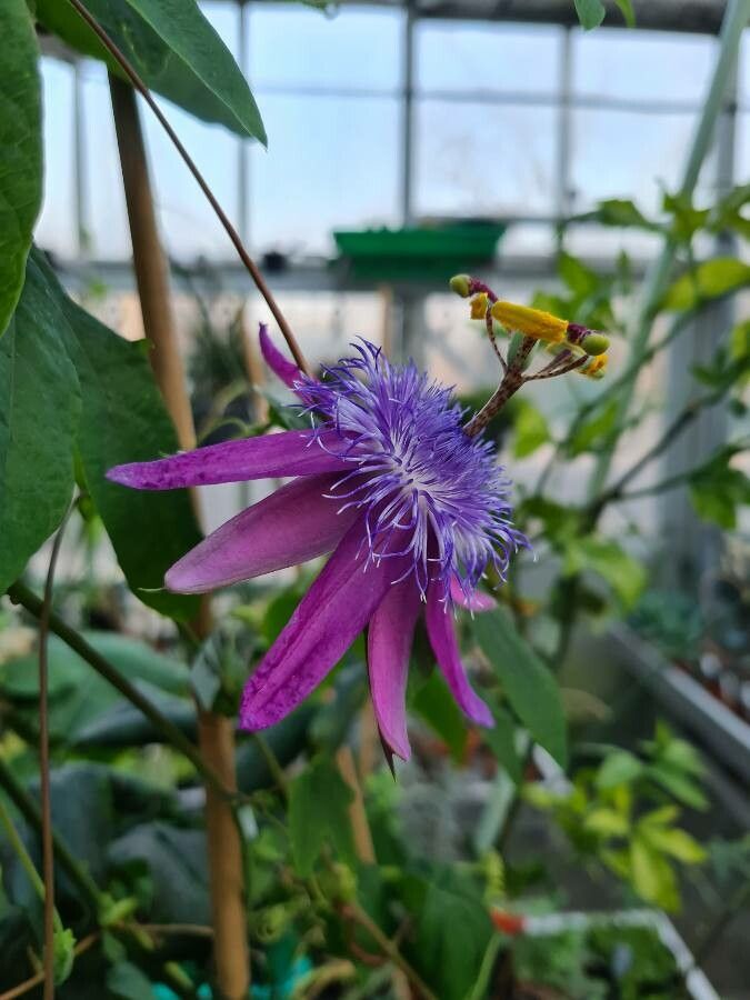 Passiflora loefgrenii — houseplant care guide