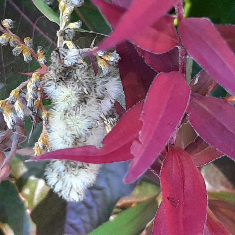 Solidago sempervirens fruit
