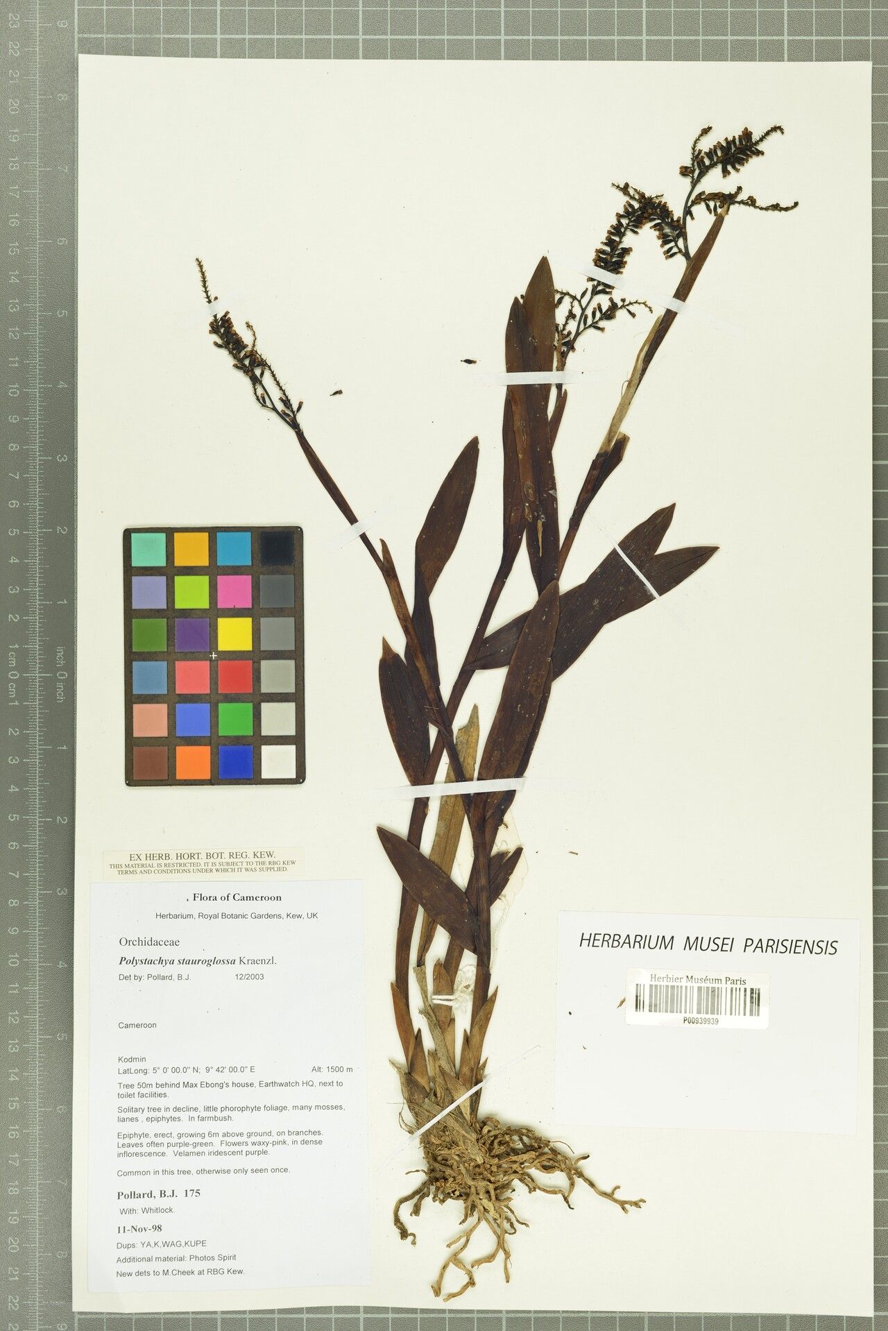 Polystachya stauroglossa — houseplant care guide