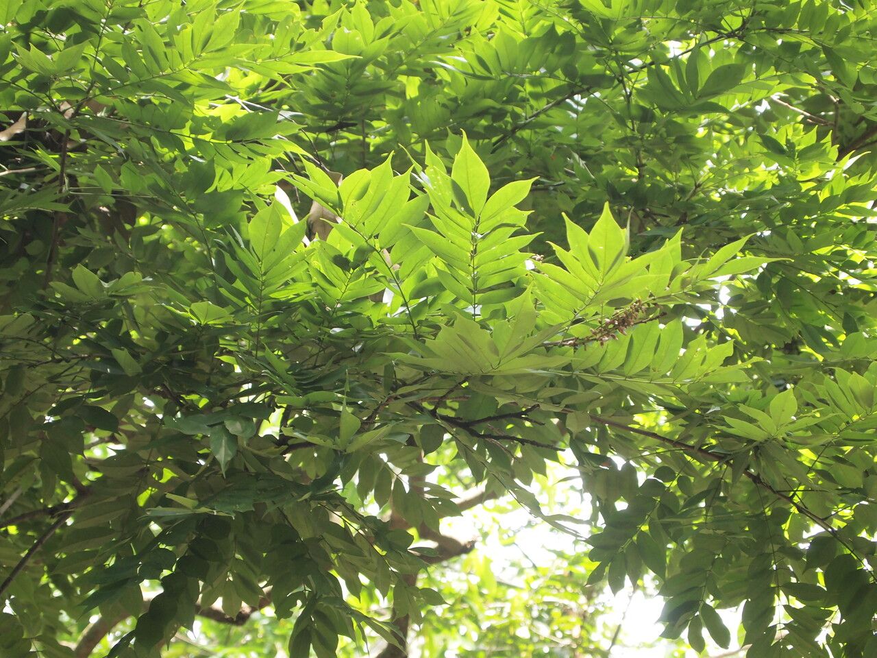 Millettia drastica leaf