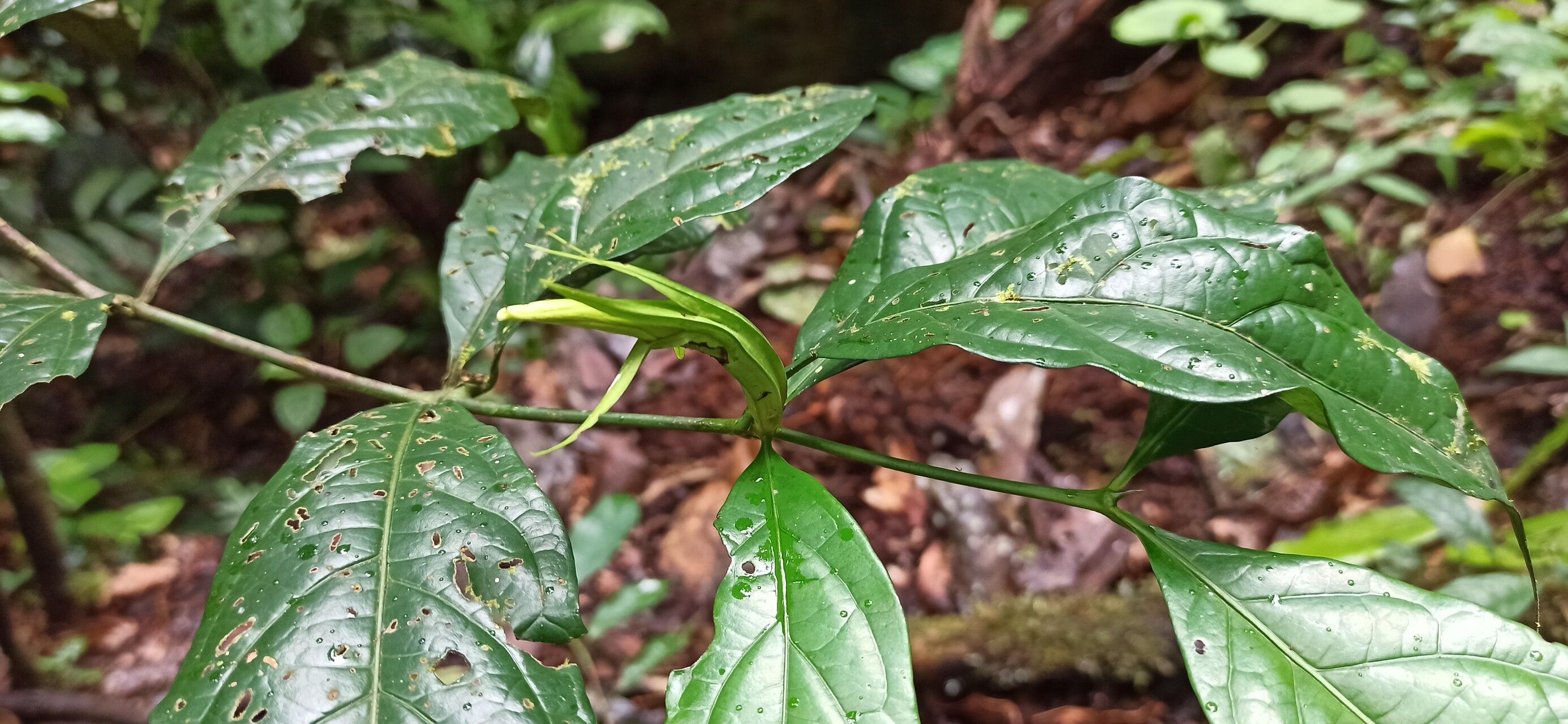 Rothmannia lateriflora leaf