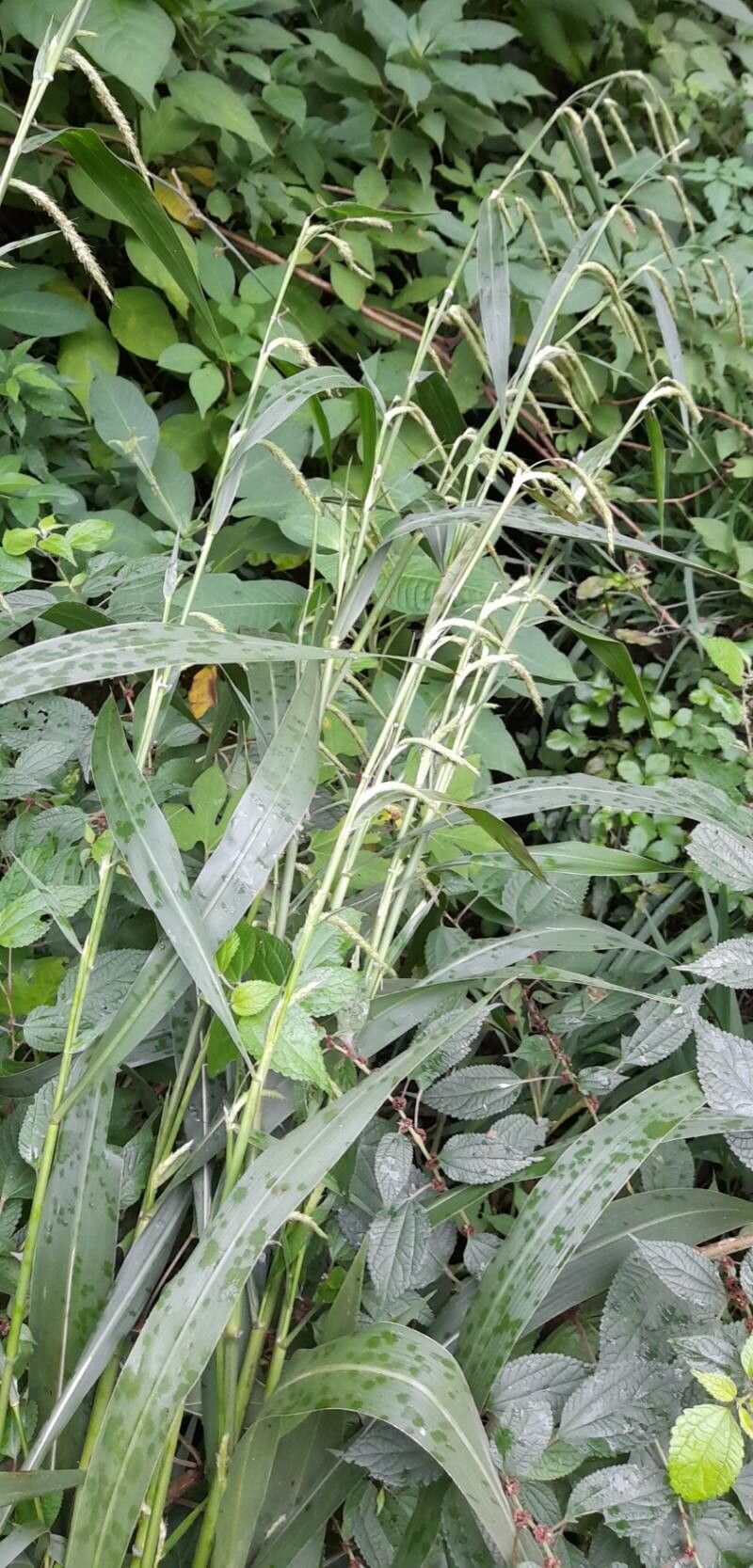 Pennisetum latifolium habit