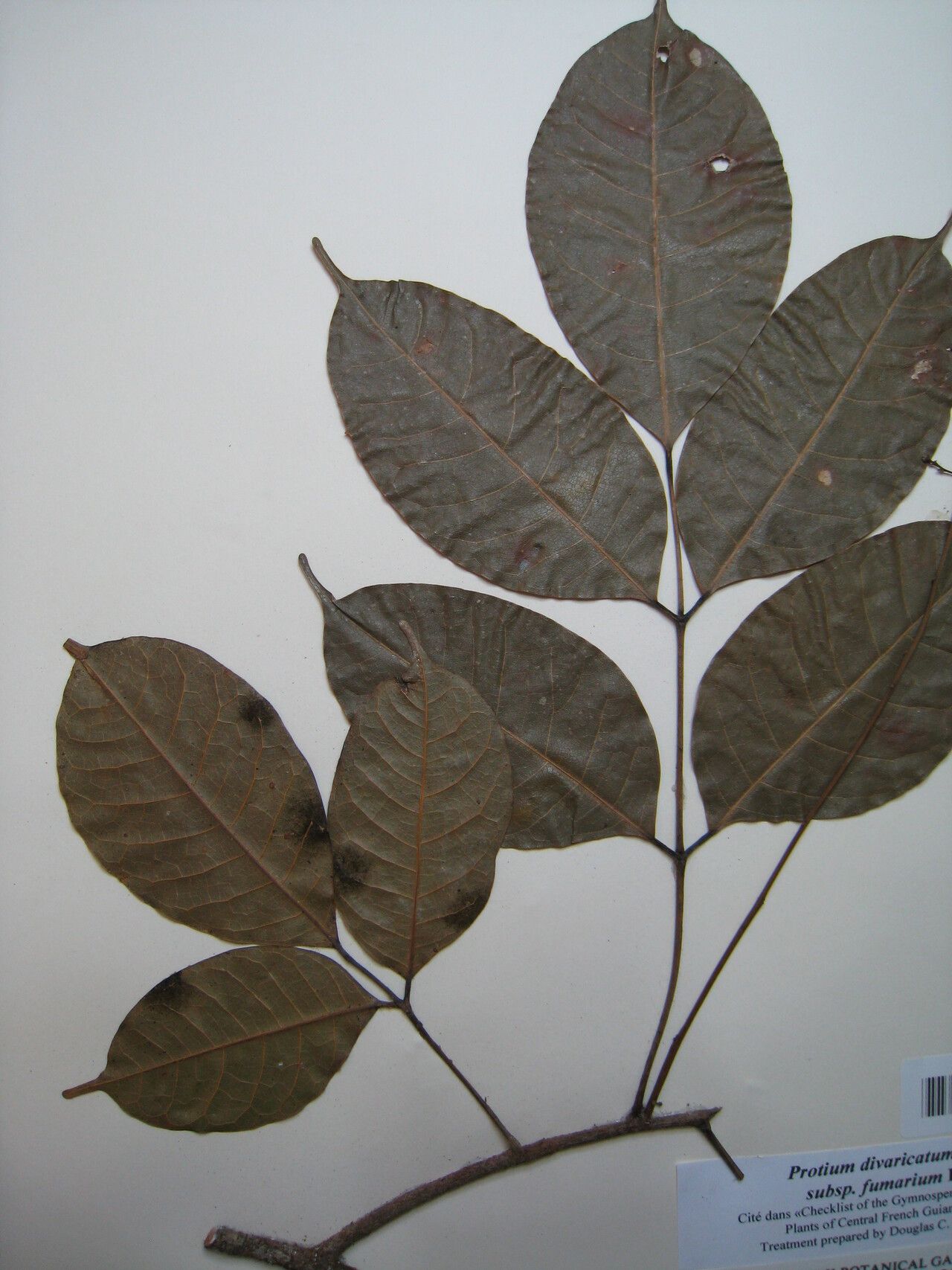 Protium divaricatum — houseplant care guide