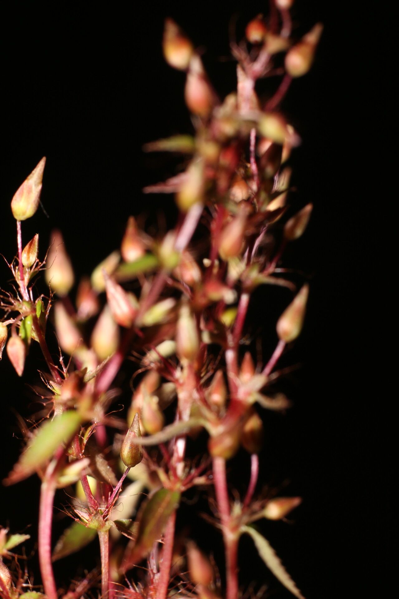 Sauvagesia pulchella flower