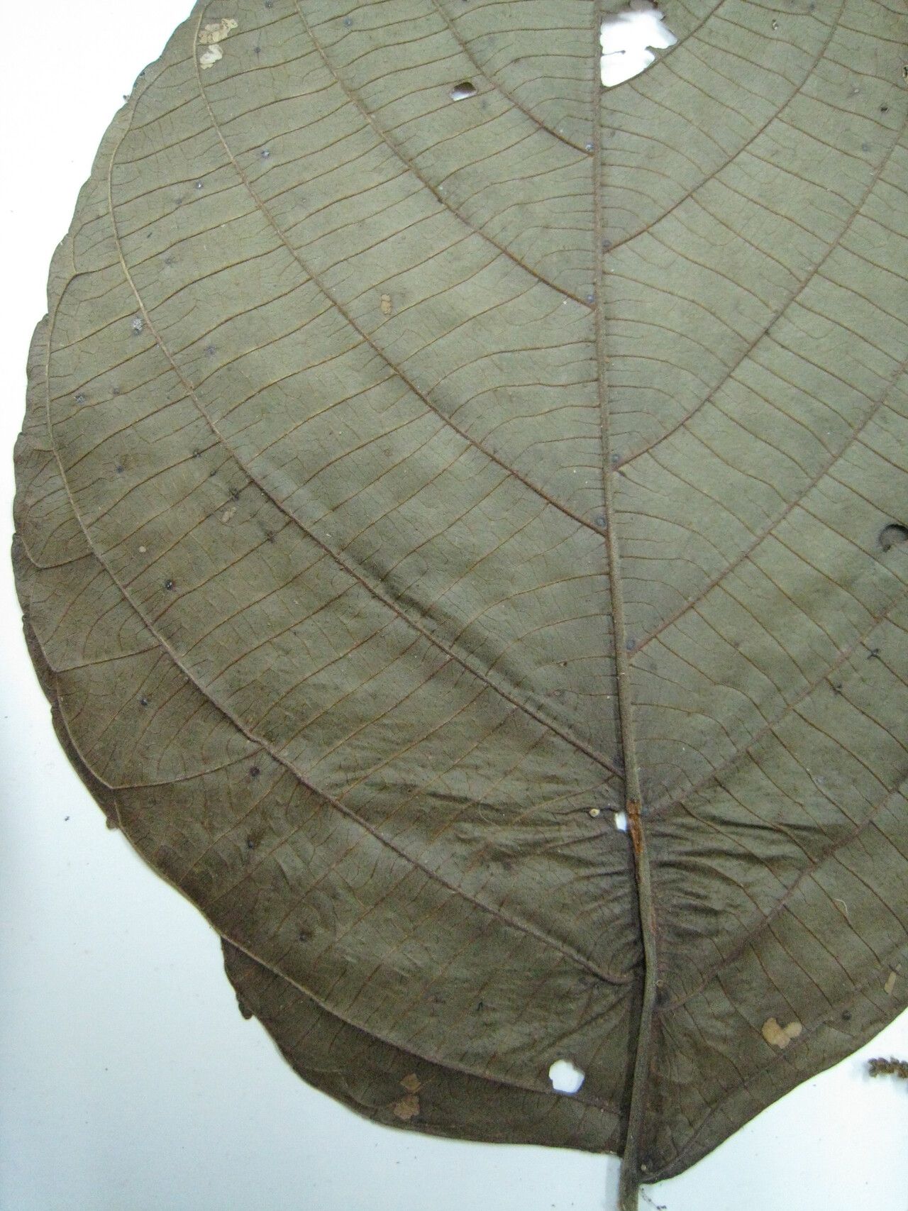 Aparisthmium cordatum other