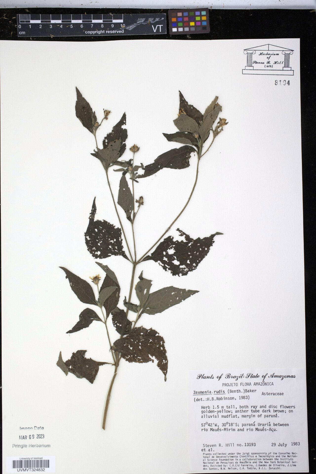 Wedelia rudis — related species from the same genus