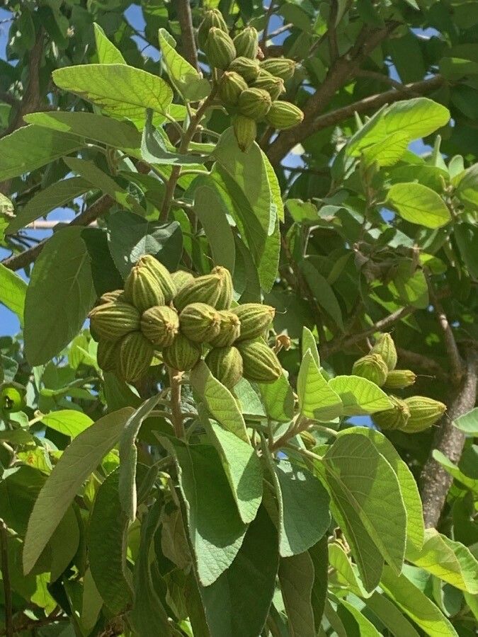 Cordia boissieri fruit