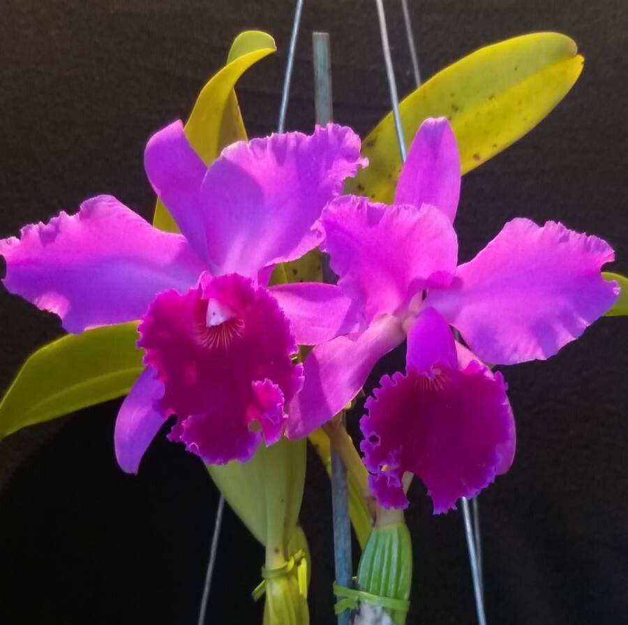 Cattleya labiata flower