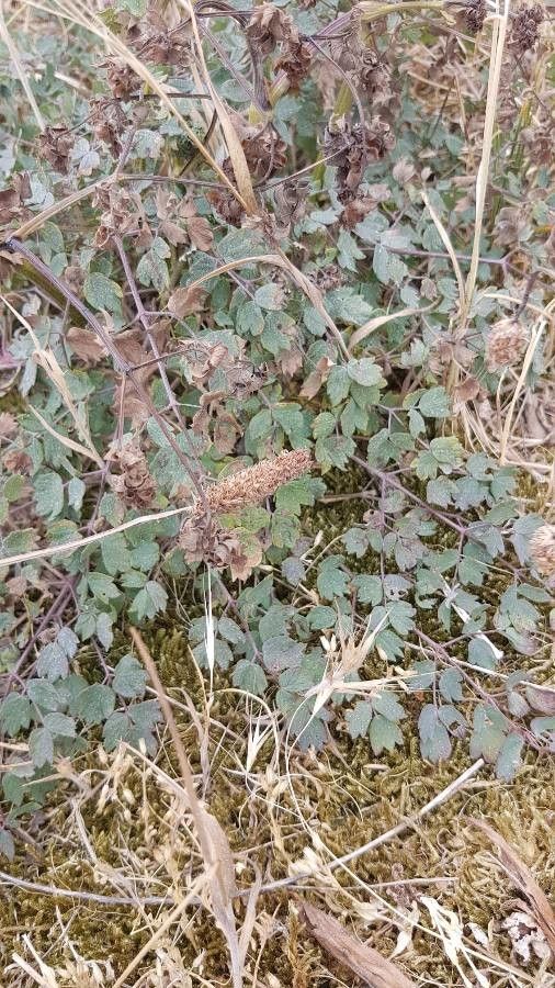 Thalictrum foetidum — houseplant care guide