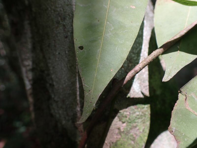 Dialium bipindense leaf