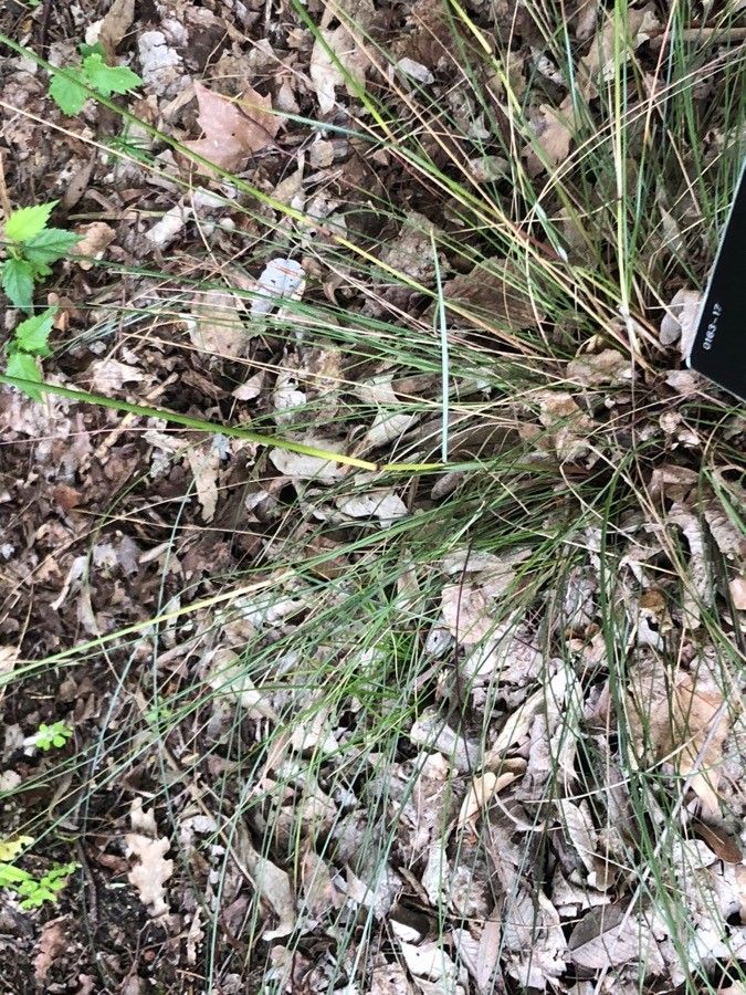 Helictochloa hackelii — related species from the same genus