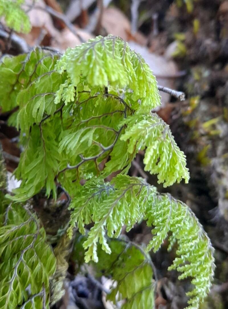 Hymenophyllum dentatum — houseplant care guide