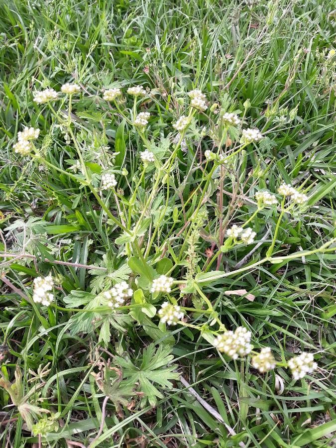 Valeriana woodsiana habit