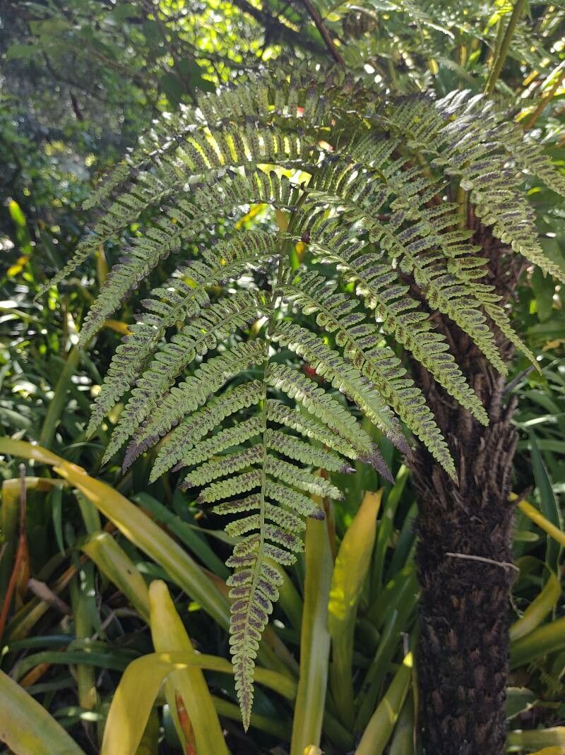 Alsophila celsa — houseplant care guide