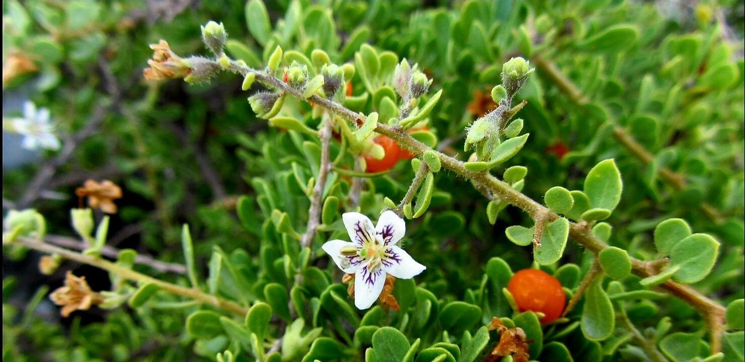 Lycium chilense flower