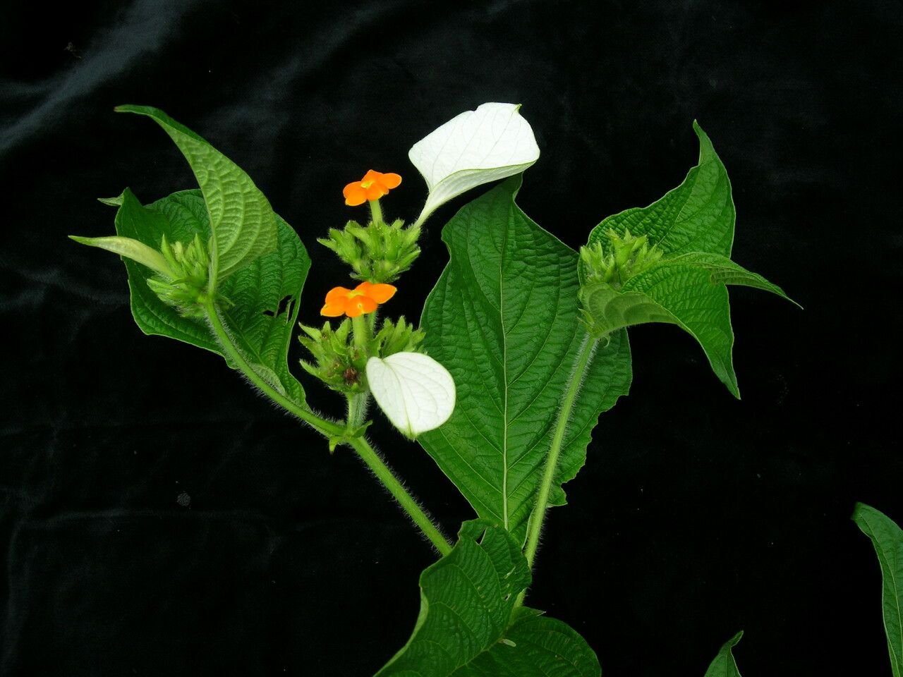 Mussaenda treutleri habit