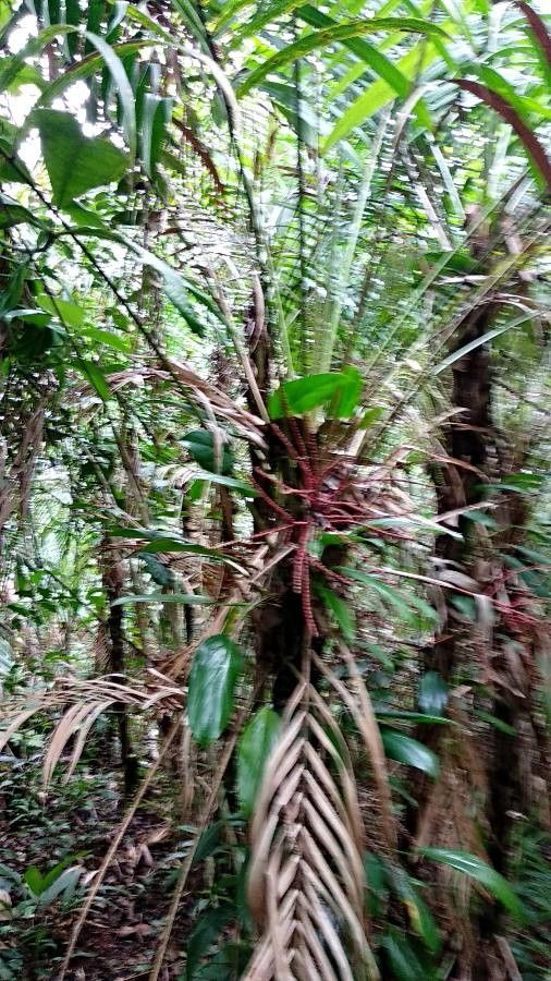 Calamus marginatus fruit