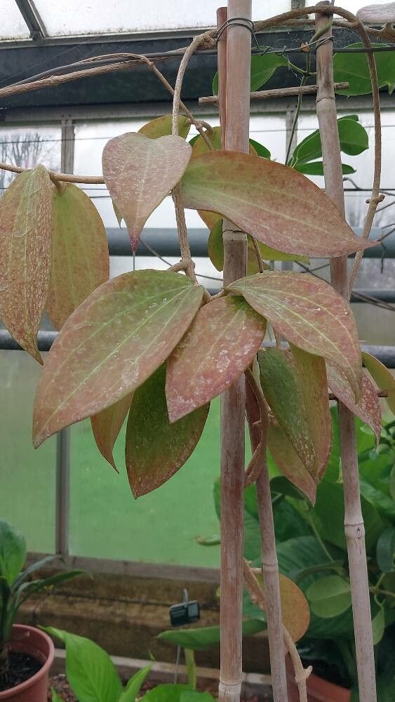 Hoya pottsii — search result for 'Hoya'