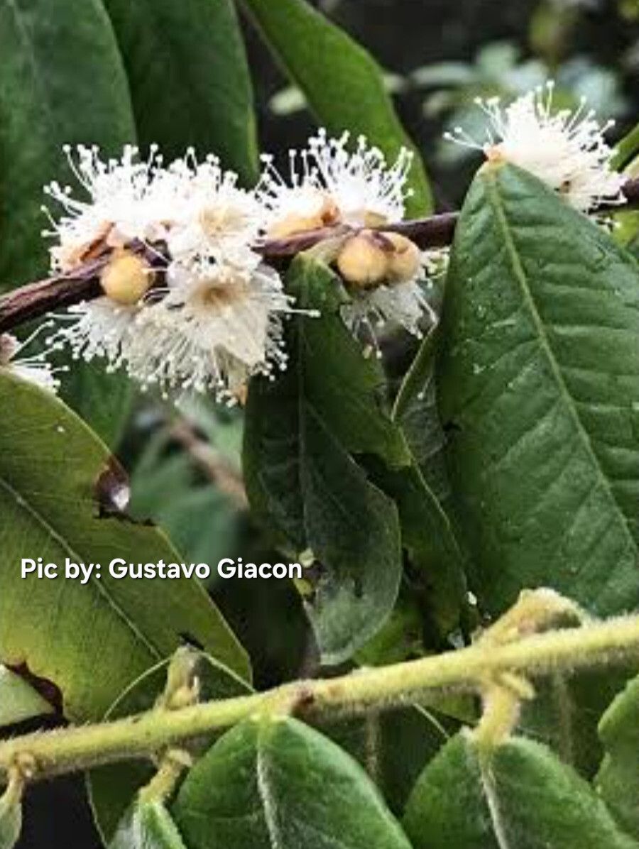 Myrciaria glomerata flower