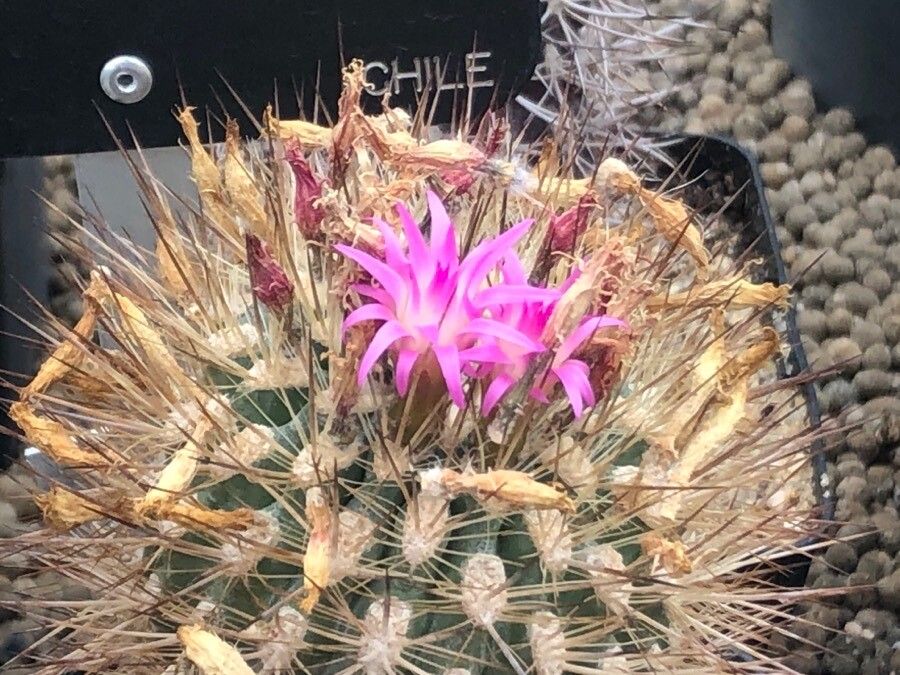 Eriosyce subgibbosa leaf