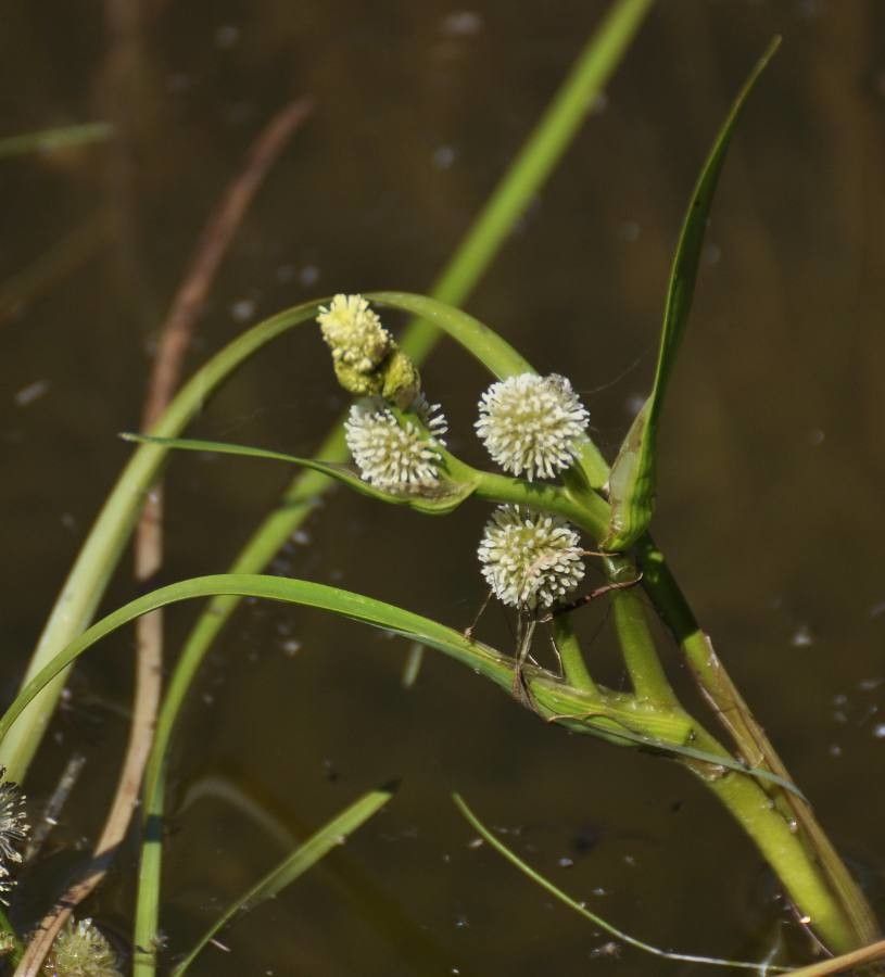 Sparganium angustifolium flower