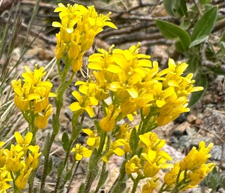 Draba spectabilis — houseplant care guide