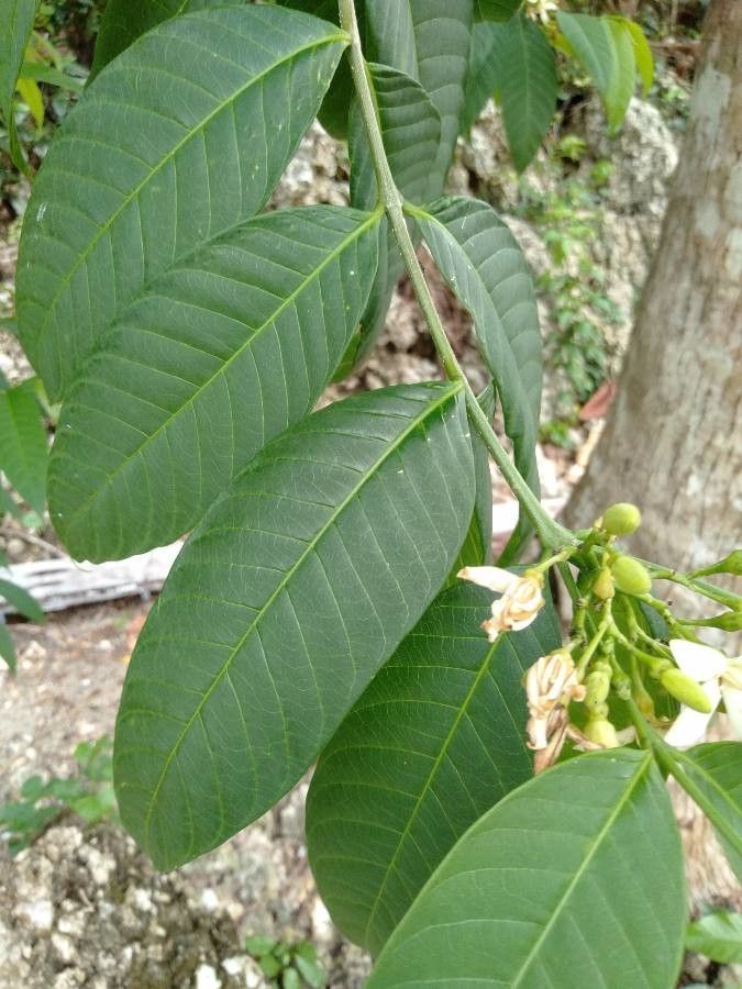 Wrightia candollei — related species from the same genus