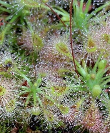 Drosera omissa — search result for 'Drosera'