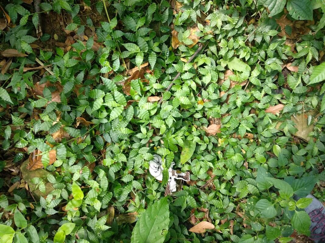 Oplismenus undulatifolius habit