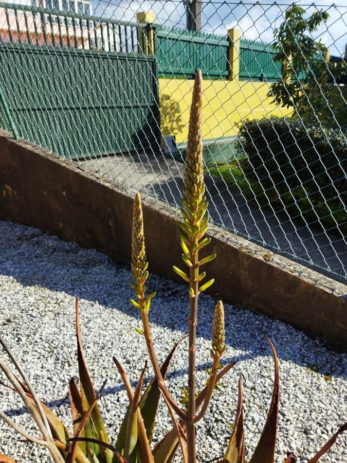 Aloe succotrina flower