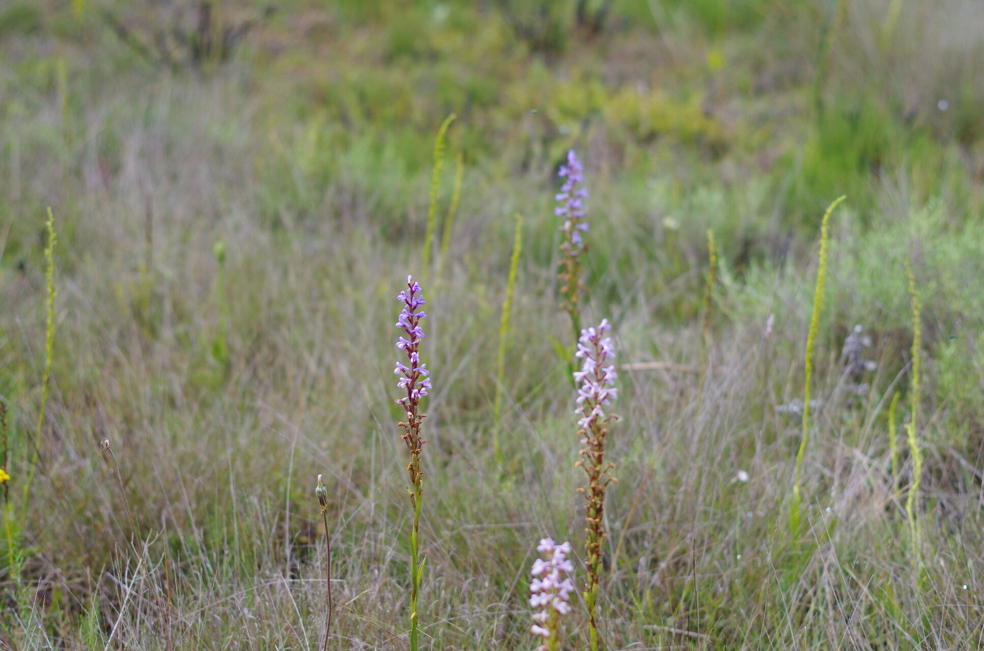 Disa buchenaviana habit