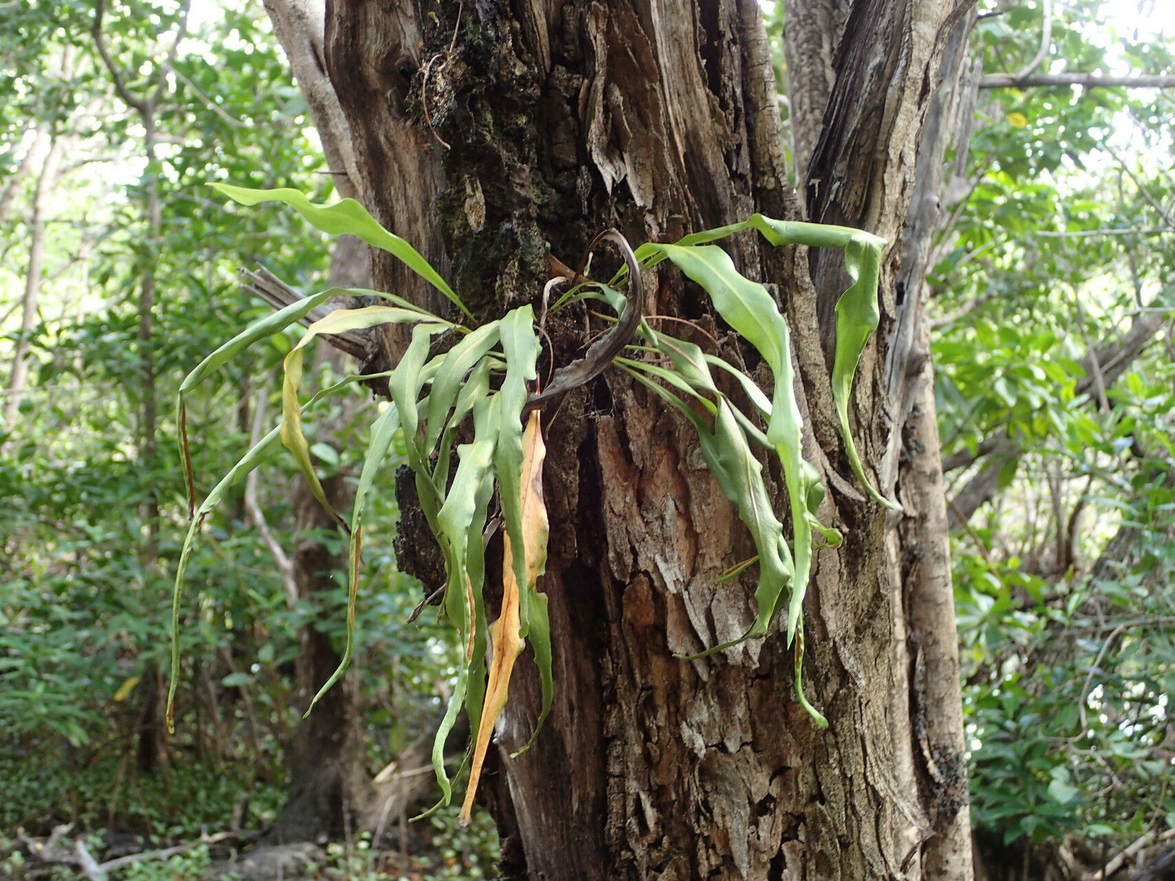 Pleopeltis marginata habit