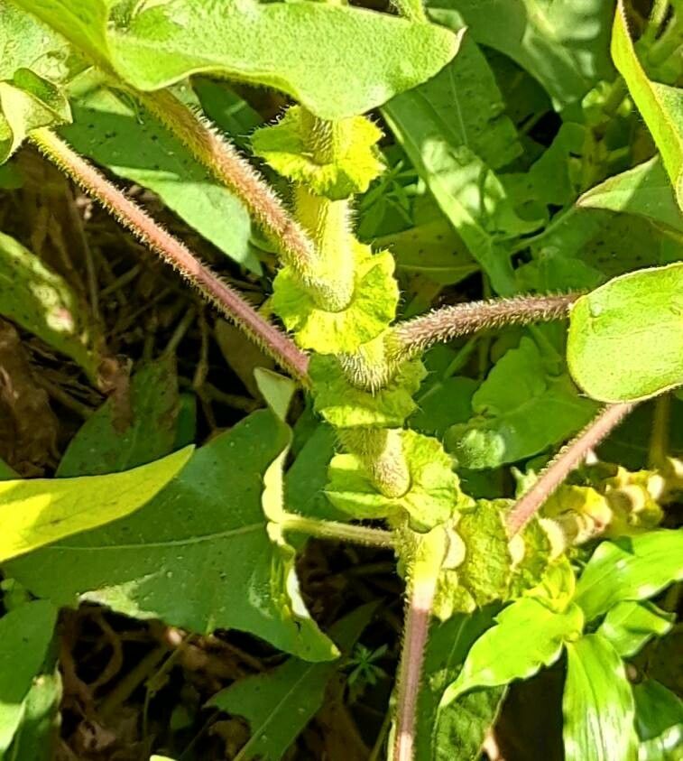 Polygonum stelligerum other