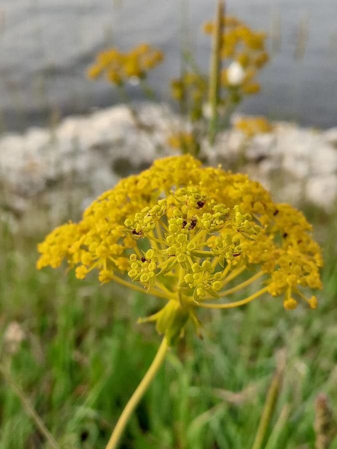 Ferulago sylvatica flower