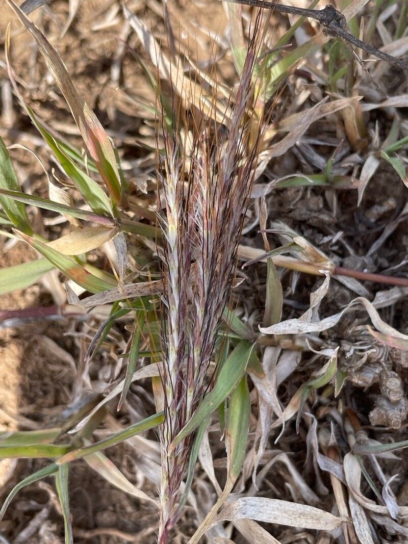 Bothriochloa insculpta flower
