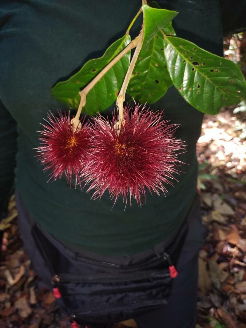 Sloanea pubescens — houseplant care guide