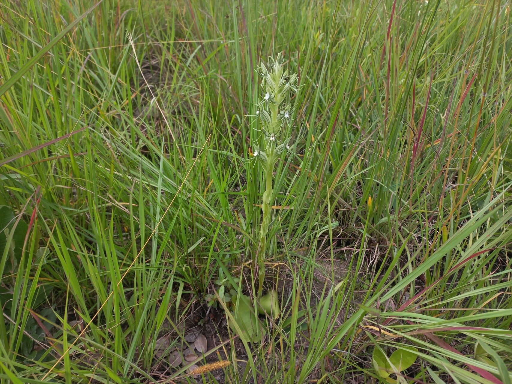 Habenaria lindblomii habit