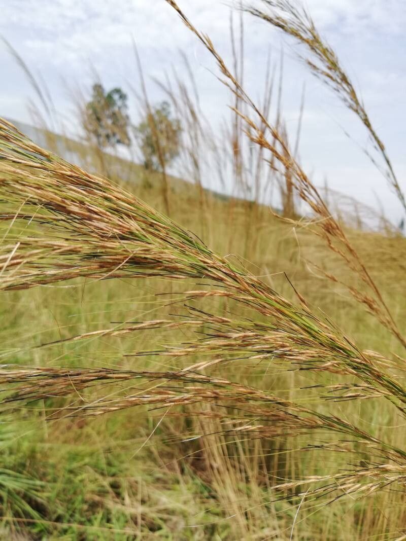 Loudetia demeusei — houseplant care guide