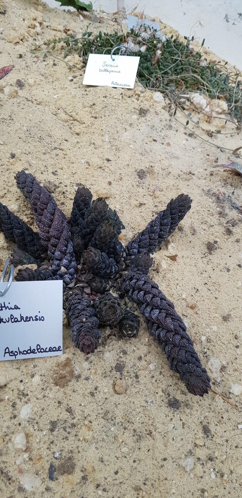 Haworthia springbokvlakensis habit