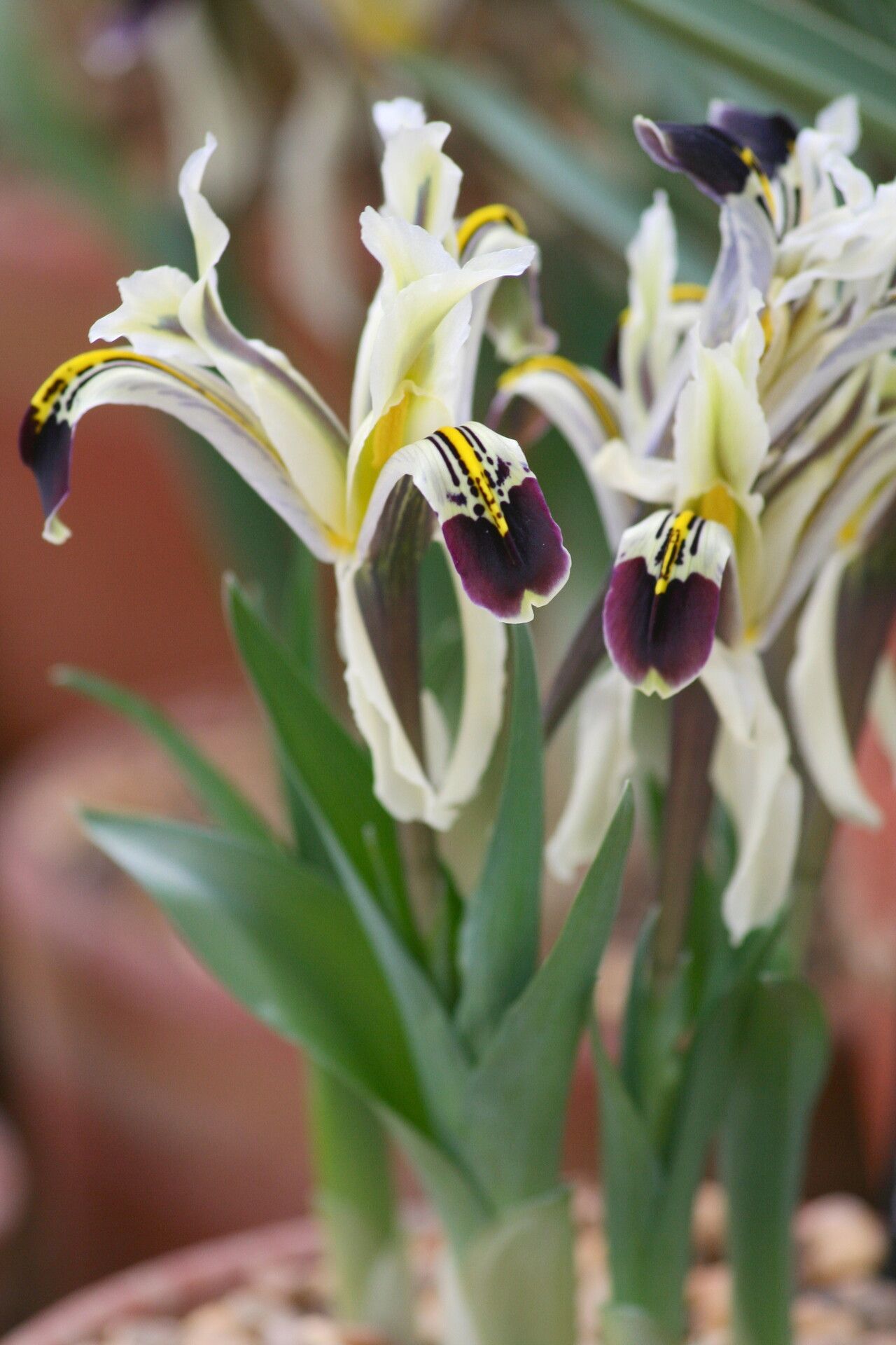 Iris nicolai — houseplant care guide