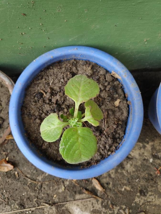 Trachyspermum ammi leaf
