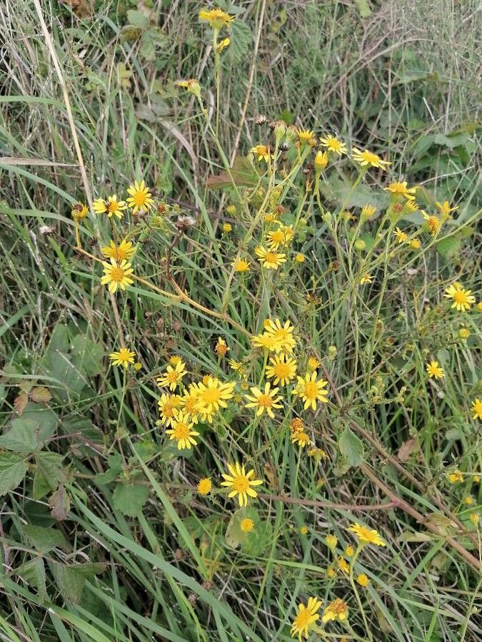 Jacobaea erratica fruit