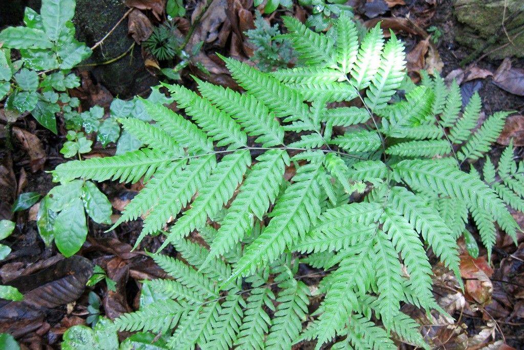 Pteris laevis habit