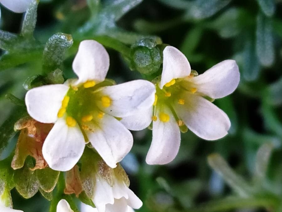 Saxifraga pentadactylis flower