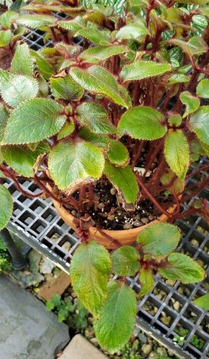 Pearcea rhodotricha habit