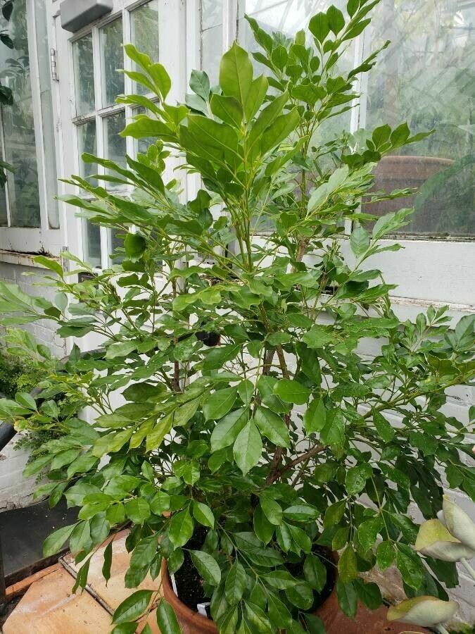 Radermachera hainanensis habit