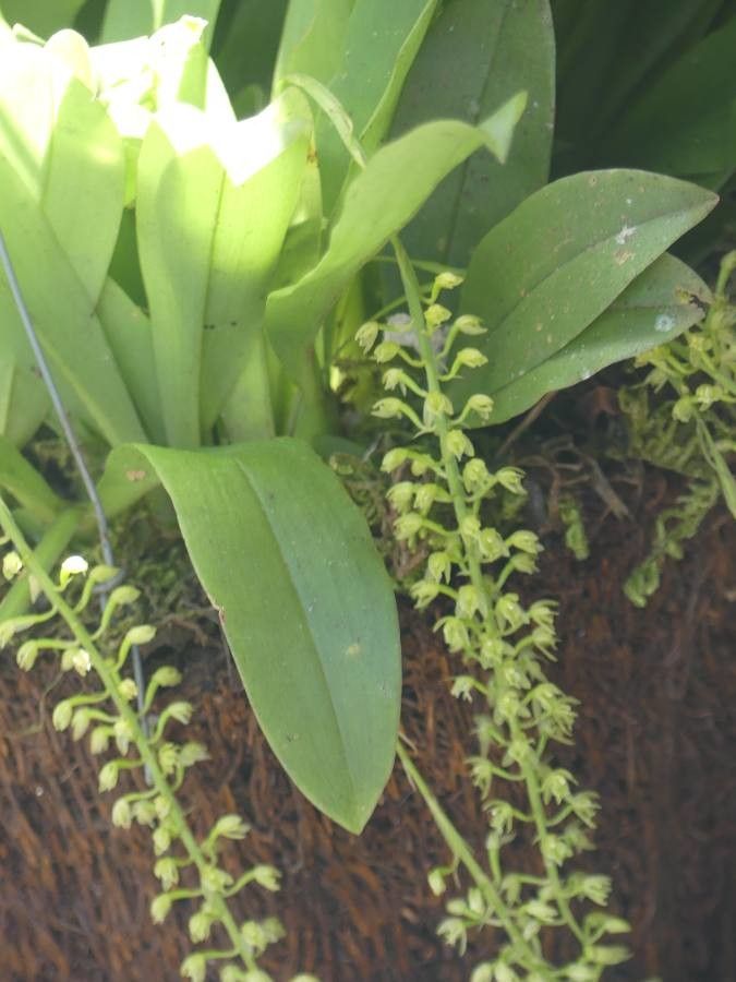 Microchilus hirtellus — related species from the same genus