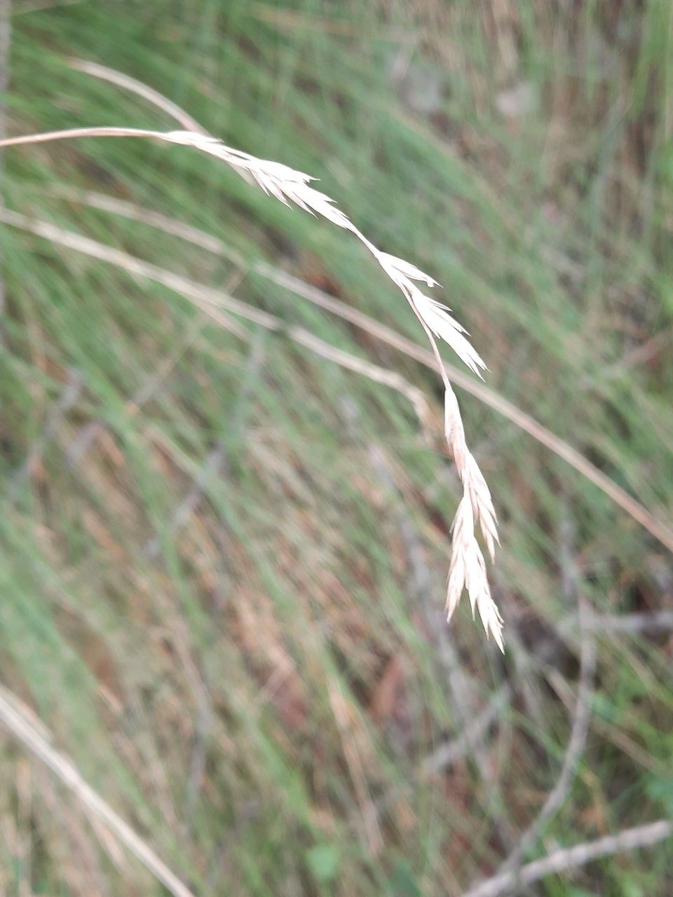 Festuca flavescens flower