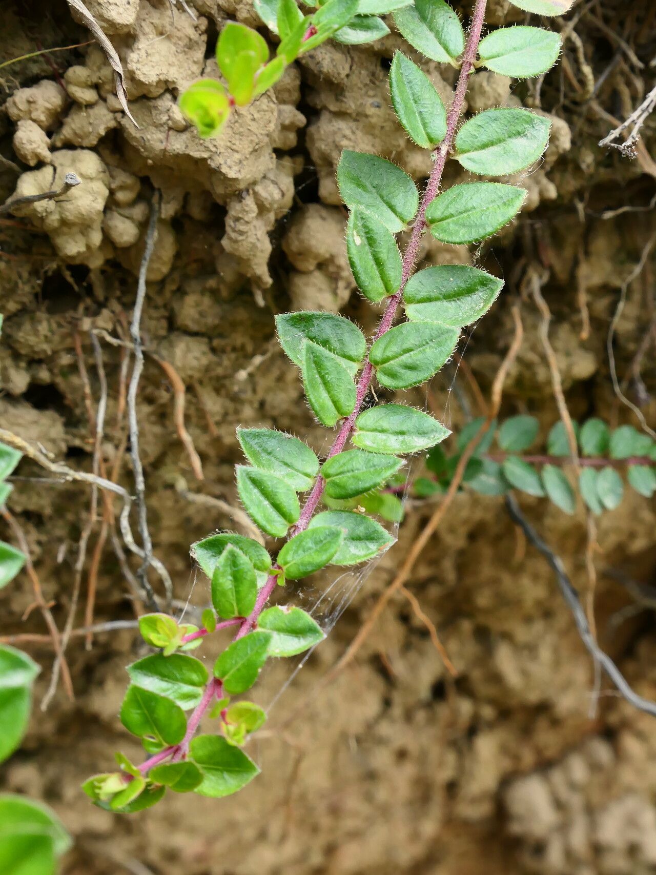 Cuphea ciliata — search result for 'Cuphea'