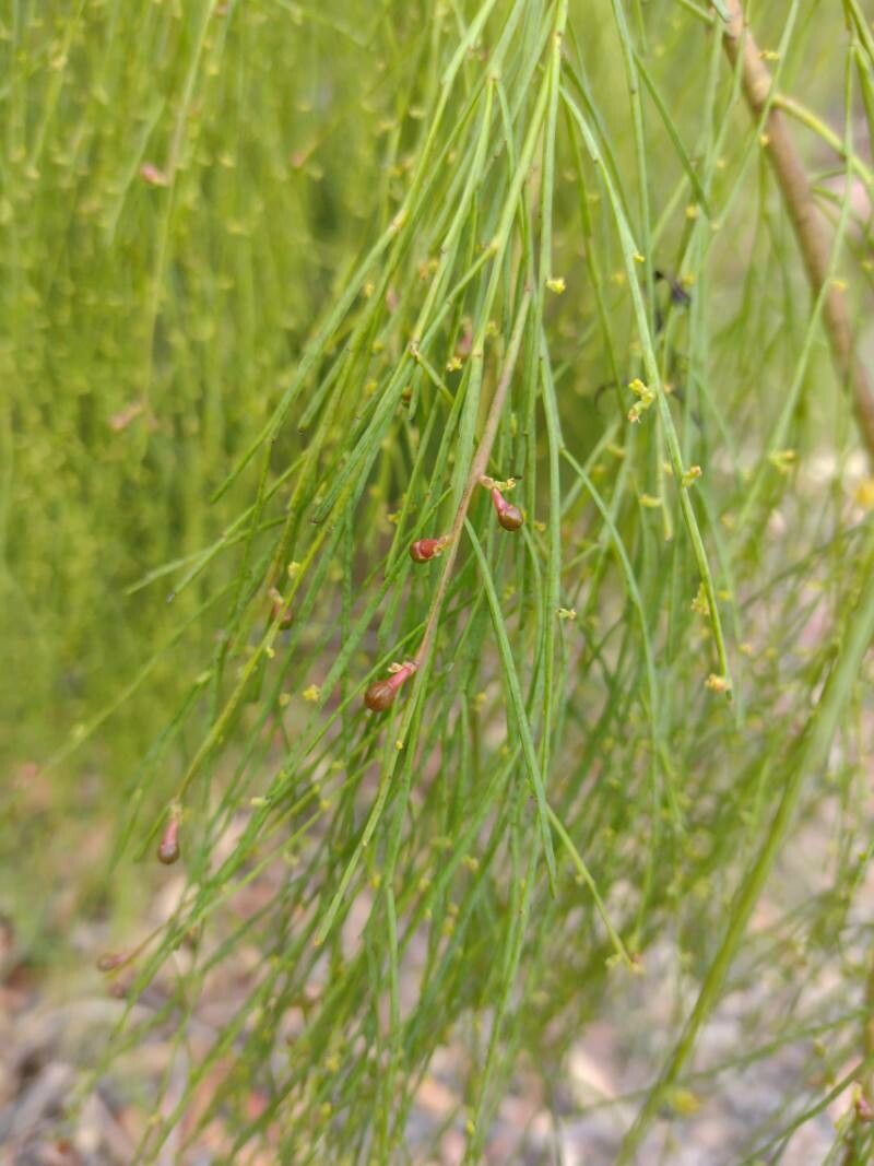 Exocarpos strictus habit